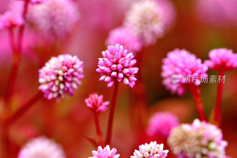 蒲桃/粉红Knotweed / Smartweed Flower